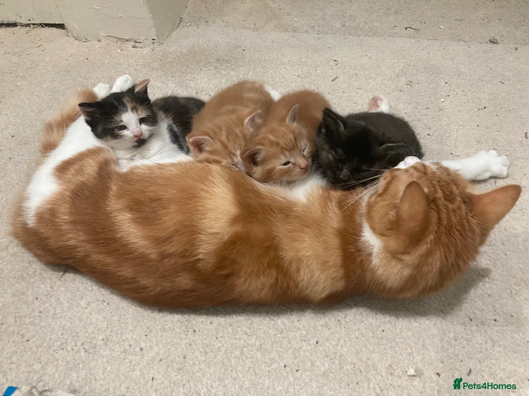 Mixed Breed cats for sale: 3 kittens - Advert 2