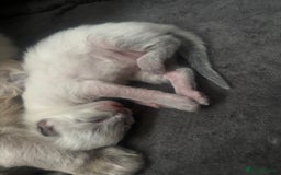Ragdoll cats for sale: Ragdoll kittens - Image 2