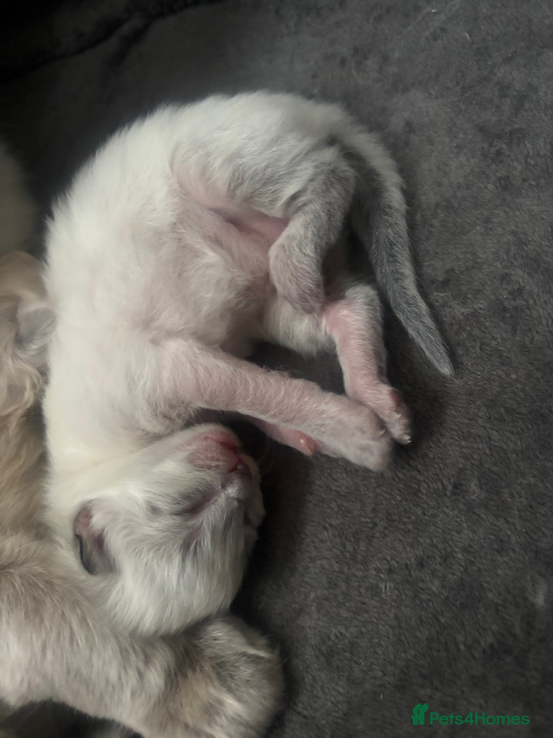 Ragdoll cats for sale: Ragdoll kittens - Image 2