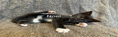 Noel