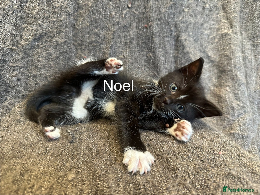 Mixed Breed cats for sale: 4 kittens for sale - Advert 8