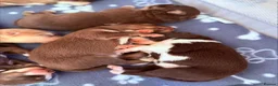 Pomsky dogs for sale: Stunning F3 Rare Chocolate Pomskies Health Tested - Advert 14