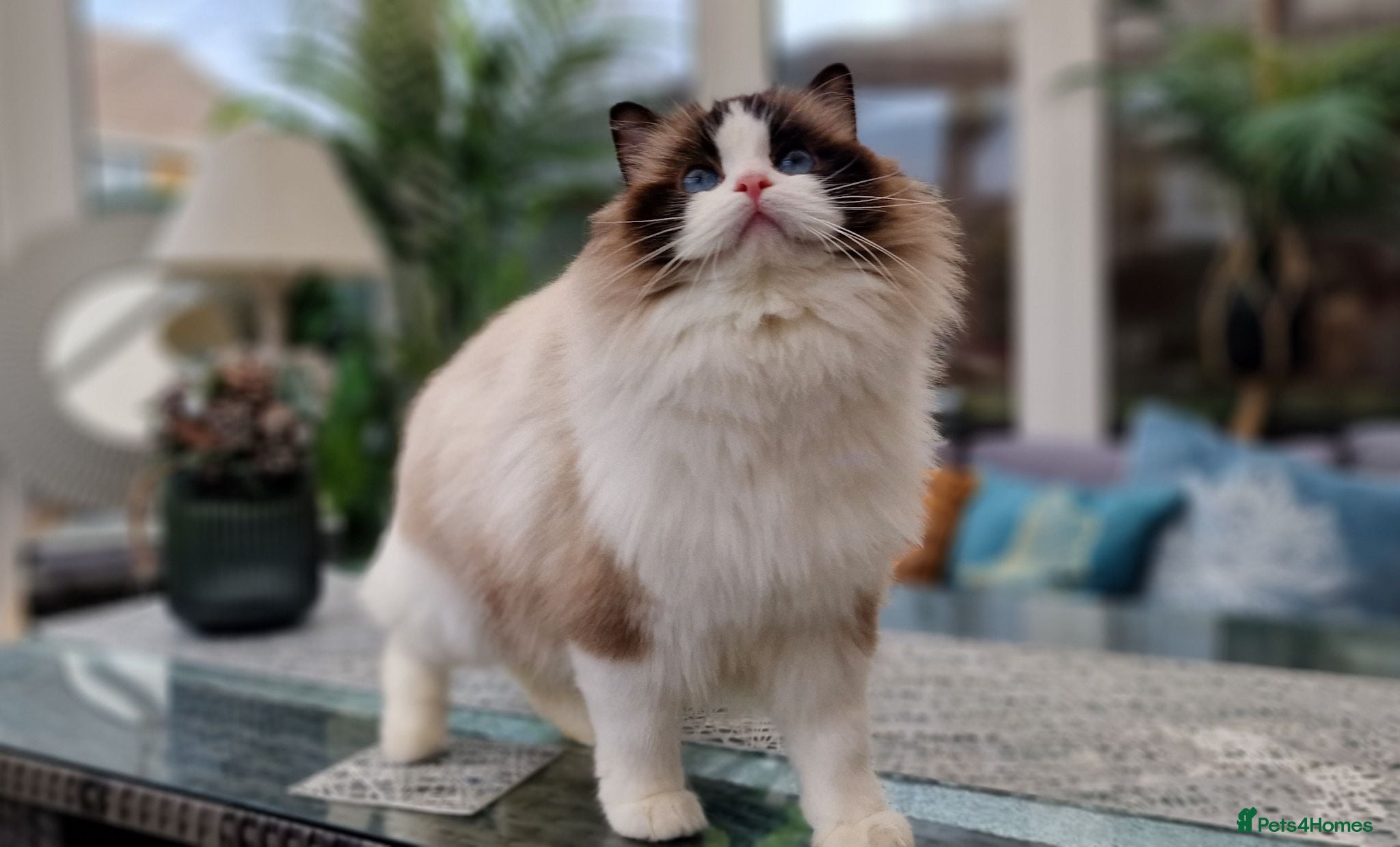 Ragdoll cats 🥰🎀 2 Stunning retired Queens top European lines - Advert 2