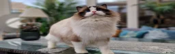 Ragdoll cats for sale: 🥰🎀 2 Stunning retired Queens top European lines - Advert 2