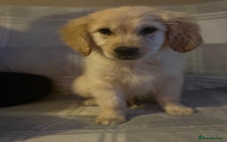 Labrador Retriever dogs for sale: Adorable 8-week-old Golden Retriever puppies  - Image 9