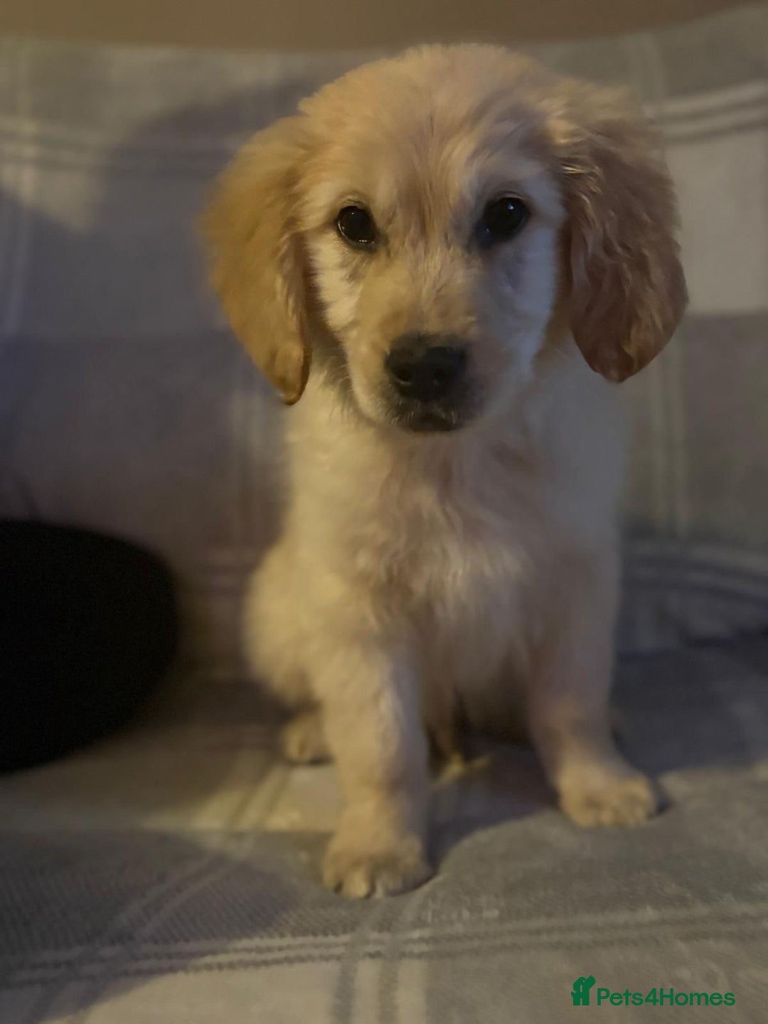 Labrador Retriever dogs for sale: Adorable 8-week-old Golden Retriever puppies  - Image 9