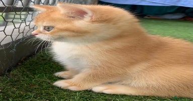 British Shorthair cats British Shorthair last boy golden available  - Advert 14