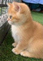 British Shorthair cats British Shorthair last boy golden available - Advert 4