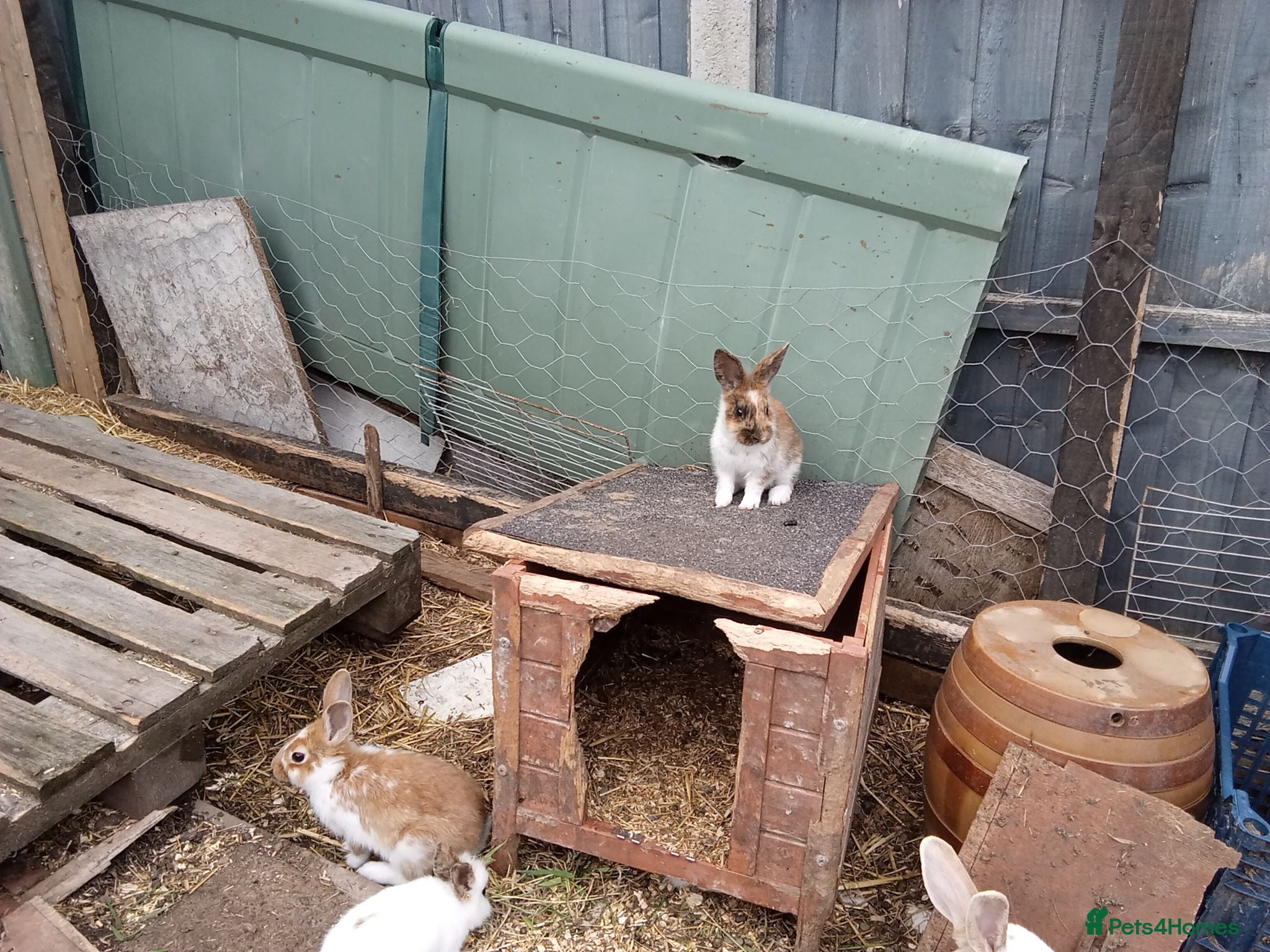 Mixed Breed rabbits Baby rabbits english - Advert 2