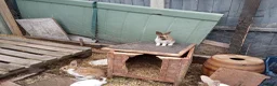 Mixed Breed rabbits for sale: Baby rabbits english in Redditch - Advert 2