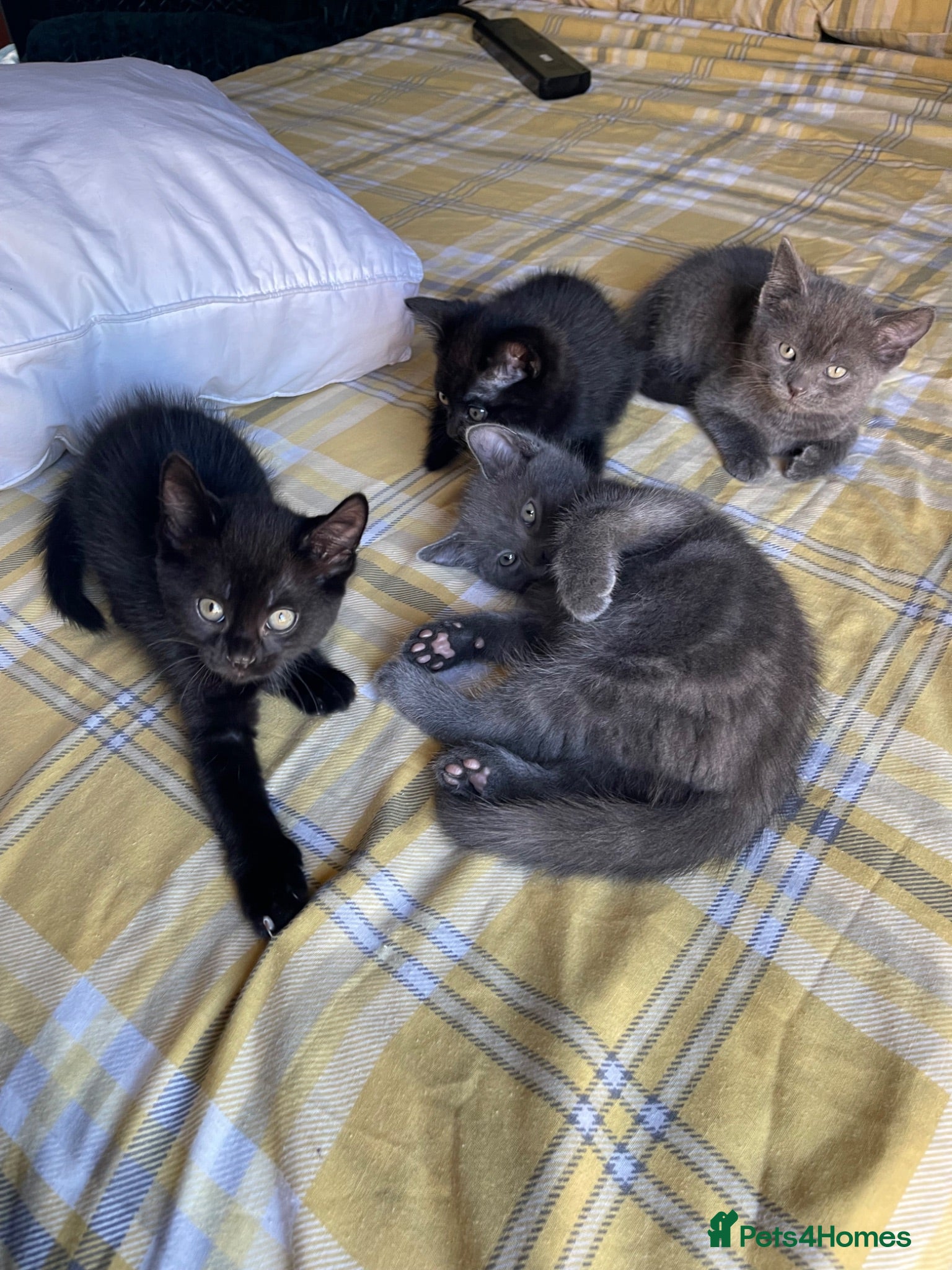 Mixed Breed cats Beautiful Kittens Looking for Their Forever Homes - Advert 4