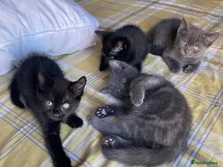 Mixed Breed cats Beautiful Kittens Looking for Their Forever Homes - Advert 1