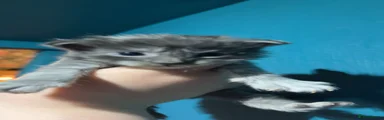 Sensai LaRusso