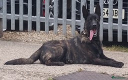 Belgian Shepherd Dog dogs for sale: 2 DUCTH SHEPHERD FEMALE PUPPIES  - Image 3