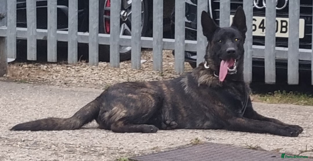 Belgian Shepherd Dog dogs for sale: 2 DUCTH SHEPHERD FEMALE PUPPIES  - Image 3
