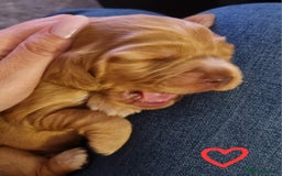 Cocker Spaniel dogs for sale: Charming English Show Cocker Spaniel Puppies  - Advert 31