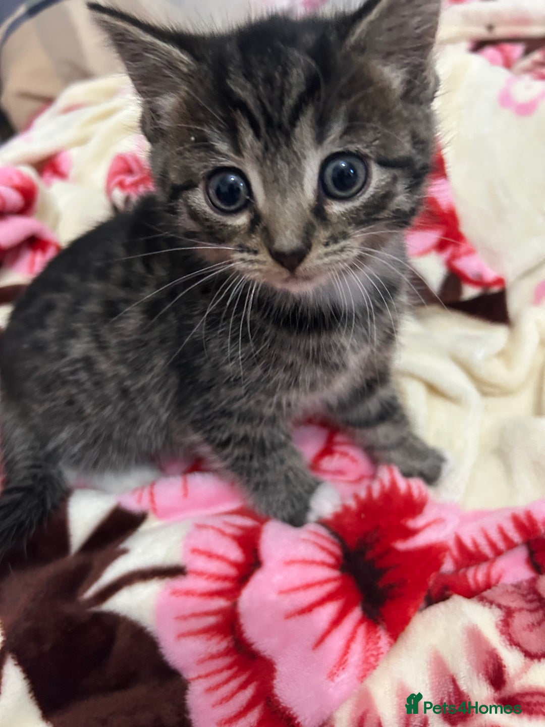 British Shorthair cats for sale: 4 tabby kittens for sale (2 boys 2 girls) - Advert 12