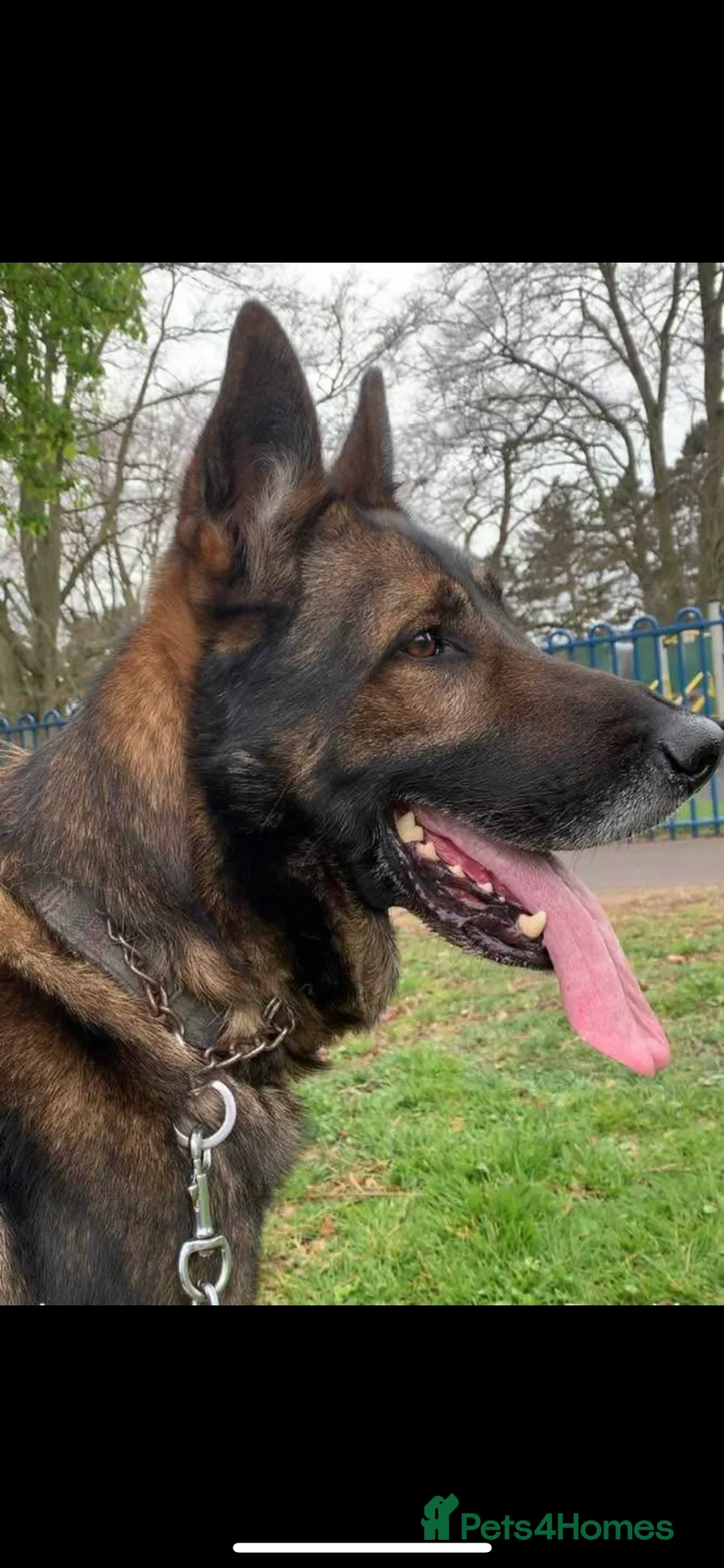 German Shepherd dogs for sale: 11 german shepherd puppies - Advert 5