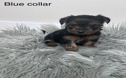 Yorkshire Terrier dogs for sale: Tiny Yorkshire Terriers - Image 2