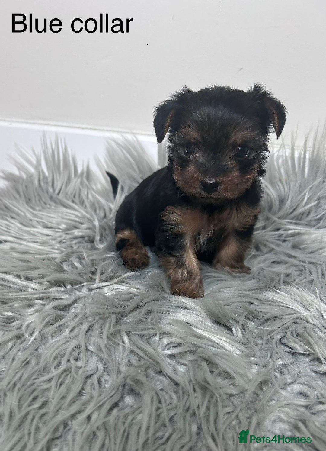 Yorkshire Terrier dogs for sale: Tiny Yorkshire Terriers - Image 2