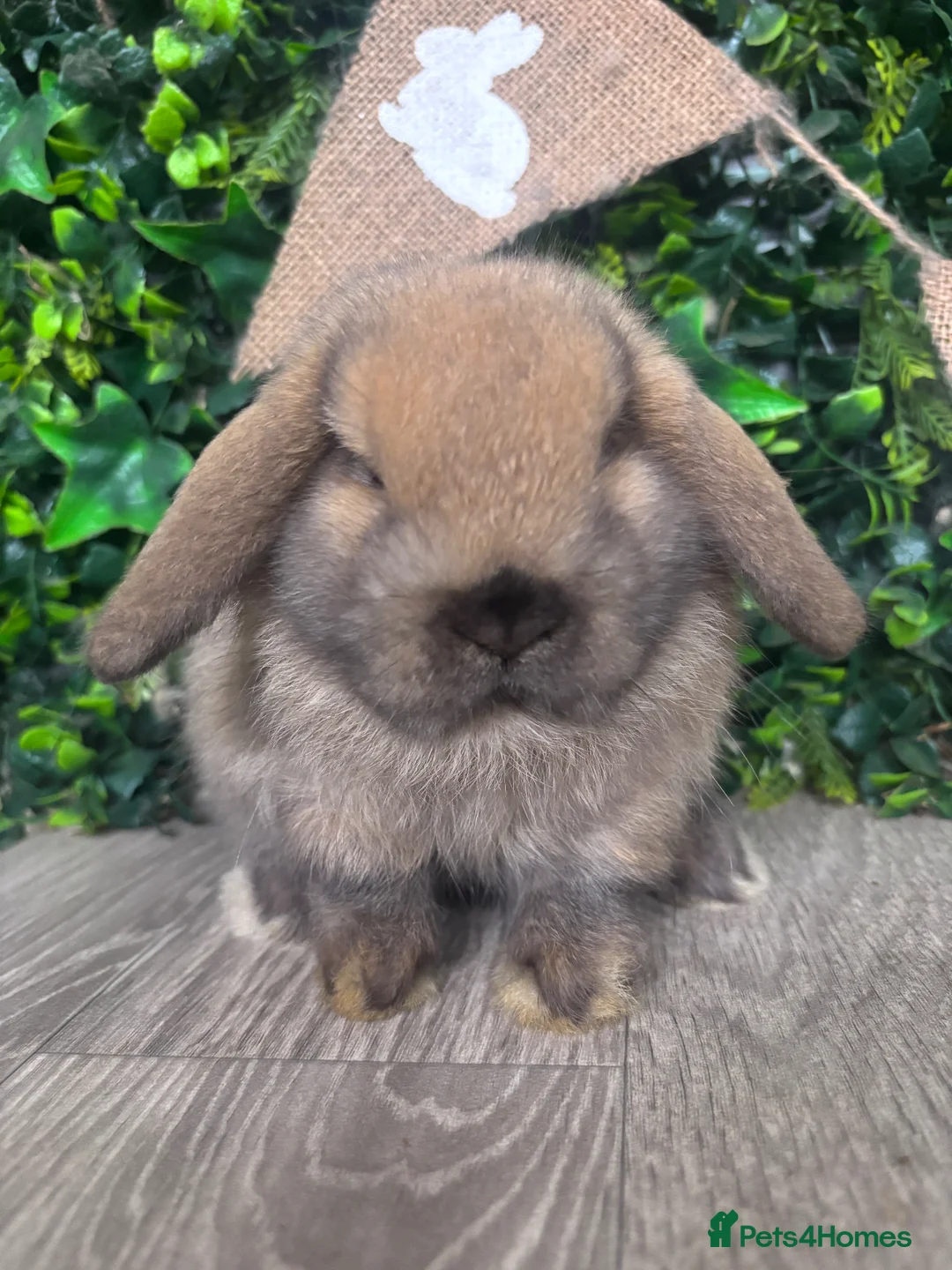 Mini Lop rabbits for sale: BEAUTIFUL BABY MINI LOP BUNNIES  - Advert 1