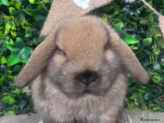 Mini Lop rabbits BEAUTIFUL BABY MINI LOP BUNNIES - Advert 13