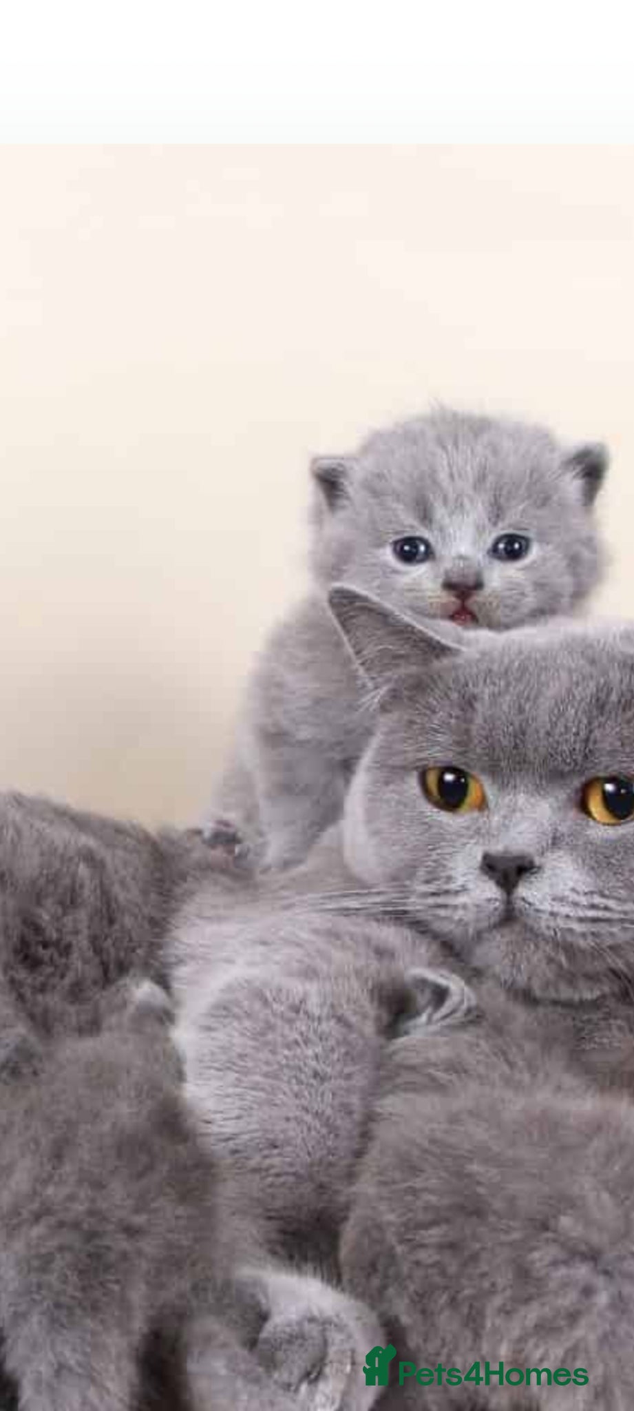 British Shorthair cats Full pedigree British shorthairs kitten's  - Advert 3