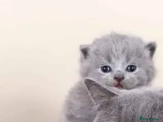 British Shorthair cats Full pedigree British shorthairs kitten's - Advert 1