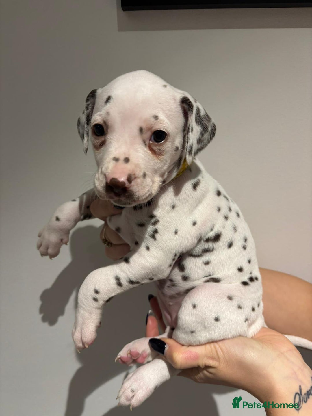 Dalmatian dogs for sale: Dalmatians for Sale (Last 2 Boys Left) - Advert 28