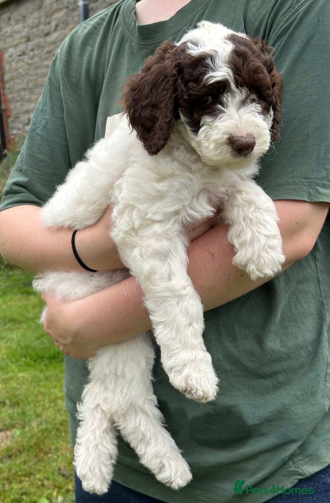 Labradoodle dogs for sale: Beautiful Puppies Ready for the Summer Holidays - Image 4