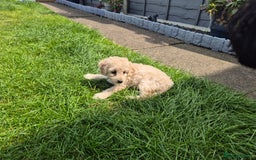 Cockapoo dogs for sale: Beautiful Champagne Cockapoo Girl - 13 weeks old - Image 14