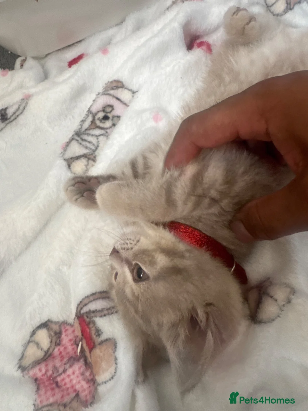British Shorthair cats for sale: British short hair kitten  in Leeds - Advert 6