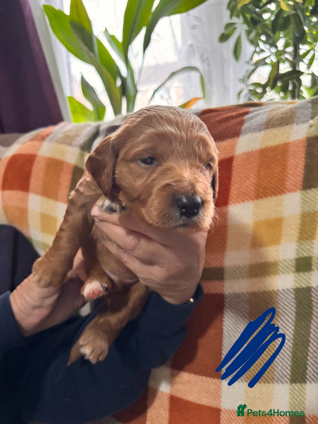Mini Goldendoodle dogs for sale: ✨Stunning Red/Bronze Golden Doodle Pups ✨ - Advert 17