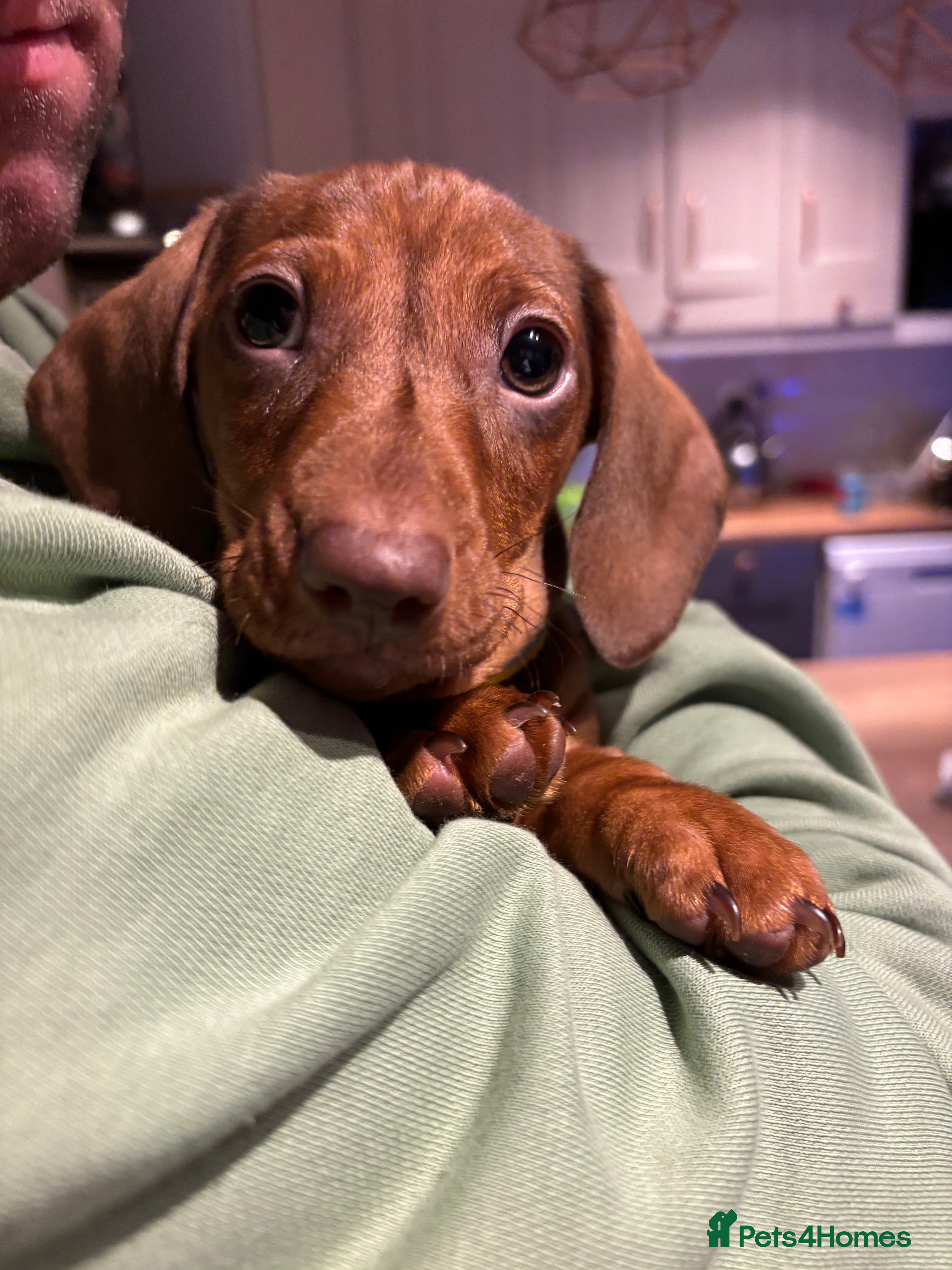 Miniature Dachshund dogs Full of fun Miniature Dachshunds - ONE BOY LEFT - Advert 2