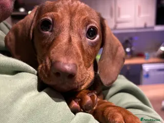 Miniature Dachshund dogs Full of fun Miniature Dachshunds - ONE BOY LEFT - Advert 2