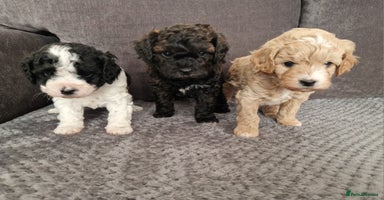 Cavapoo dogs - Advert 13