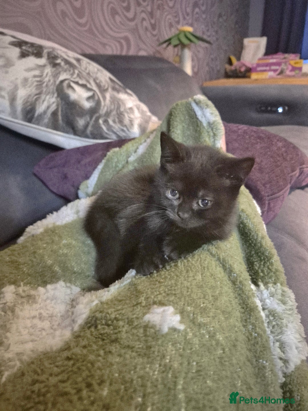 British Shorthair cats for sale:  Female chocolate British shorthair ready now! - Image 1