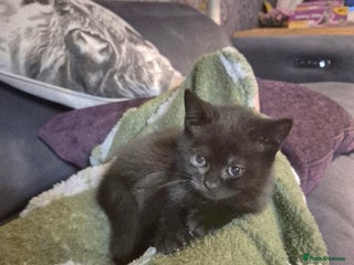 British Shorthair cats - Advert 17