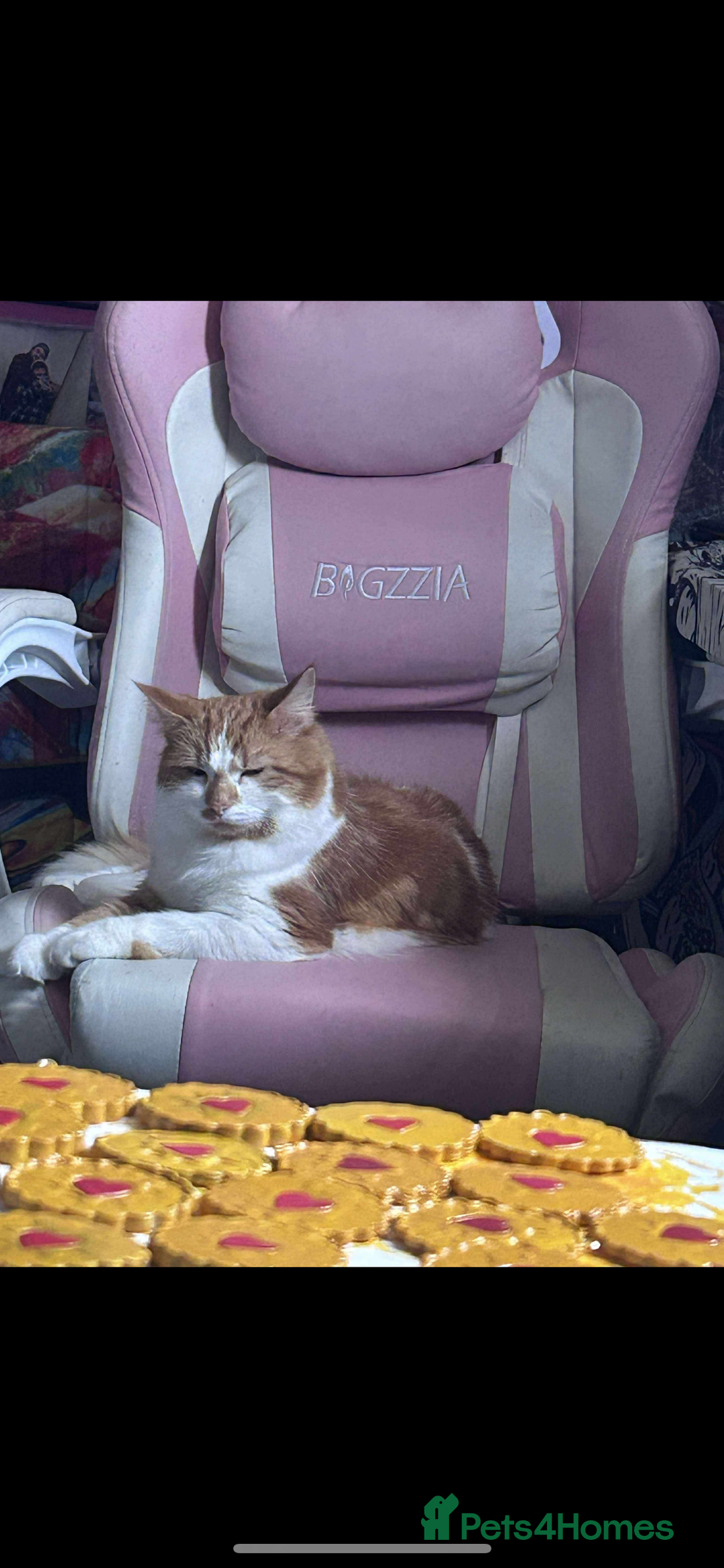 British Longhair cats for sale: Beautiful Ginger Longhair Domestic  - Advert 4