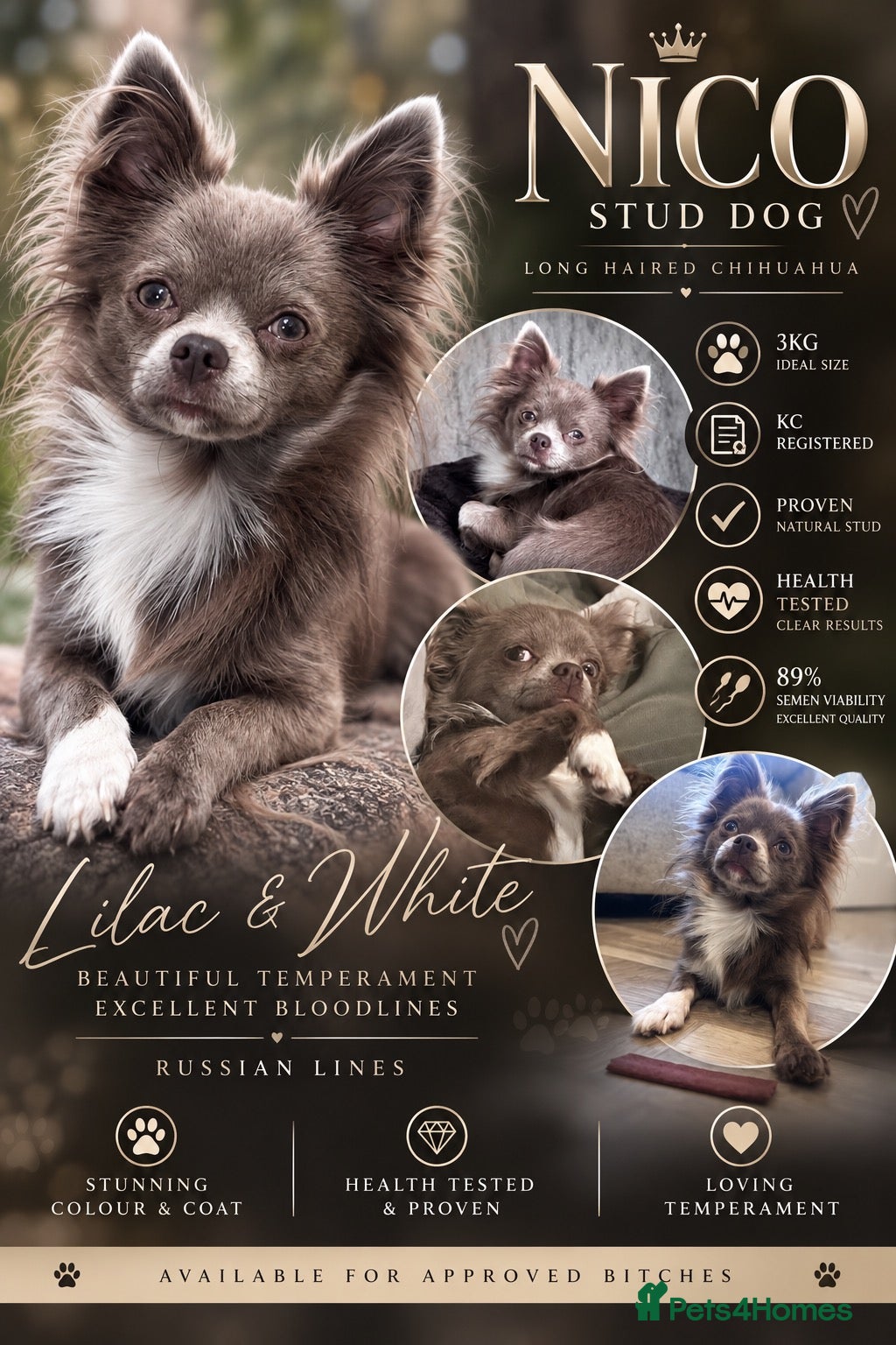 Chihuahua dogs 🐾 Nico – Handsome Lilac & White Chihuahua Stud 🐾 - Advert 4