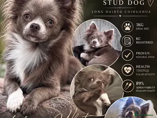 Chihuahua dogs 🐾 Nico – Handsome Lilac & White Chihuahua Stud 🐾 - Advert 1