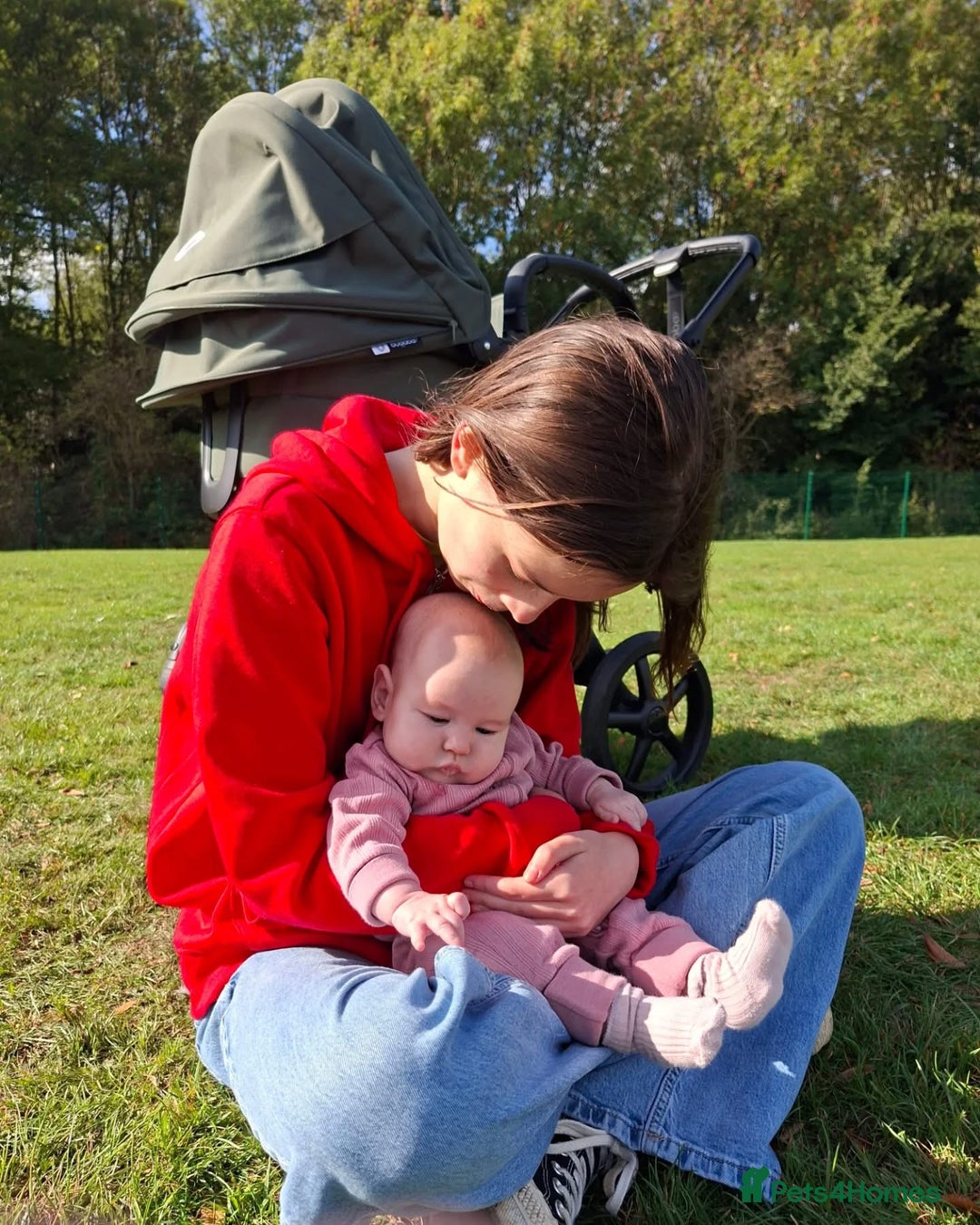 Labrador Retriever dogs for sale: Chunky KC reg Show line Champagnes boys  - Image 13