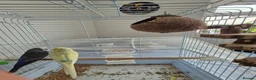 Budgerigars birds for sale: Budgies for sale in Southsea - Advert 4
