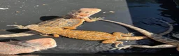 Bearded Dragon reptiles for sale: Bearded dragon babies red hypo  - Advert 6