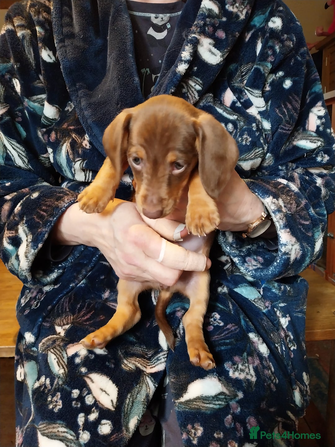 Dachshund dogs for sale: 5 Beautiful Dachshund puppies for sale  - Image 3