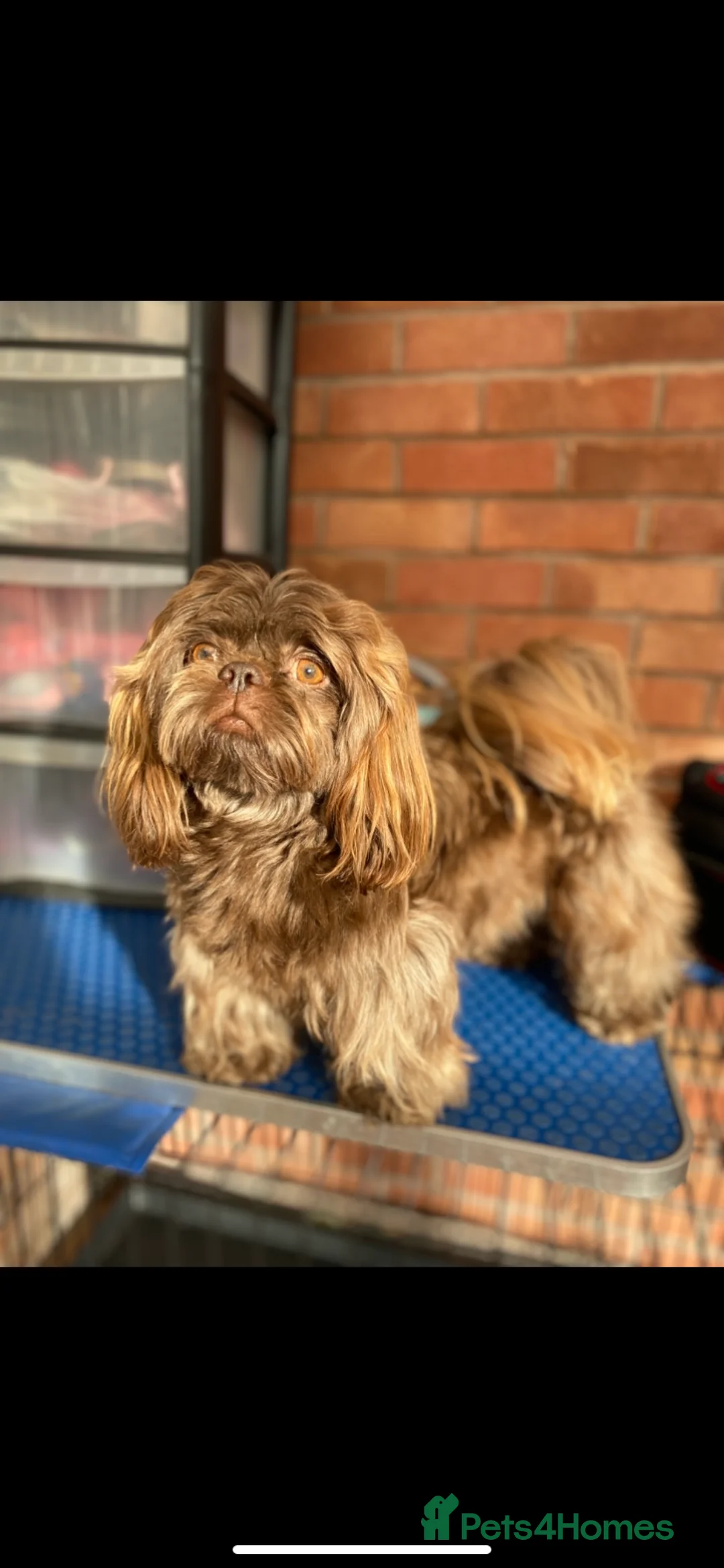 Shih Tzu dogs for sale: 💙3 shihtzu boys available now💙 - Advert 10