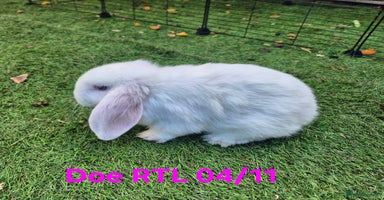 Mini Lop rabbits - Advert 9