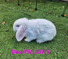 Mini Lop rabbits - Advert 7