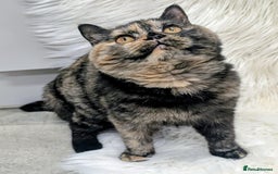 British Shorthair cats for sale: Gorgeous British shorthair  - Image 3