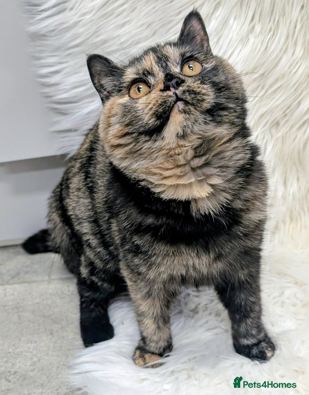 British Shorthair cats for sale: Gorgeous British shorthair  - Image 3